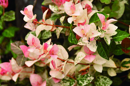 五彩络石用修剪吗