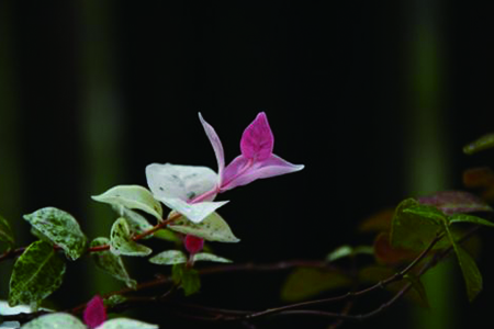 五彩络石用修剪吗