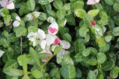 五彩络石用修剪吗