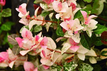 五彩络石有毒吗