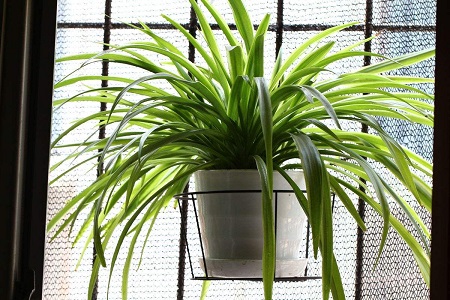 金边吊兰的养殖办法