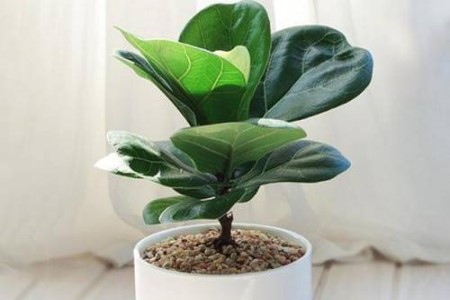 琴叶榕的养殖办法和注意些什么