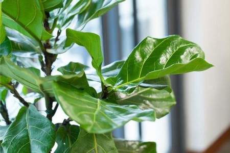琴叶榕的养殖办法和注意些什么