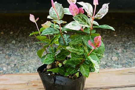 五彩络石怎么浇水