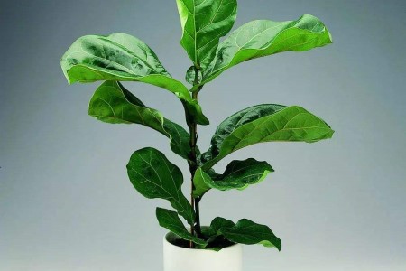 琴叶榕的养殖办法和注意些什么