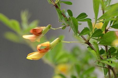 金雀花的养殖办法和注意些什么