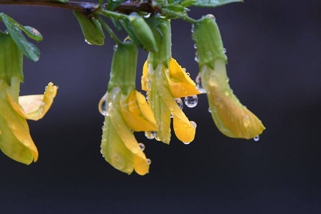 金雀花的养殖办法和注意些什么