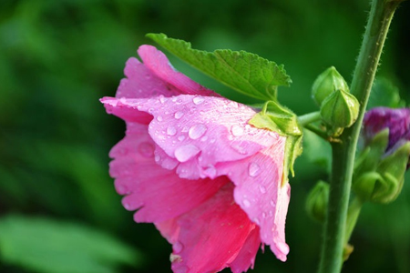 蜀葵的养殖办法和注意些什么