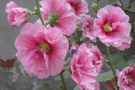 蜀葵的养殖办法和注意些什么