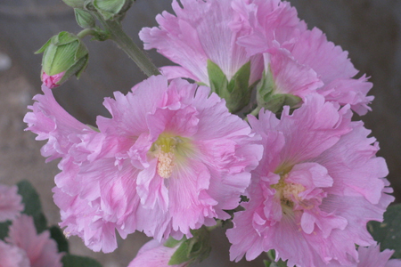 蜀葵的养殖办法和注意些什么