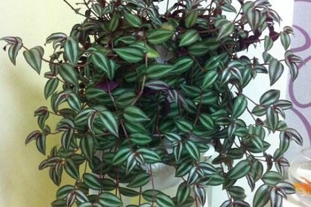 吊竹梅需要怎么种才漂亮，怎么修剪好看