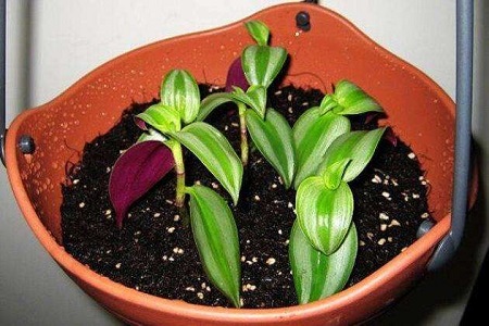 吊竹梅怎么样插扦，扦插好需要浇水吗