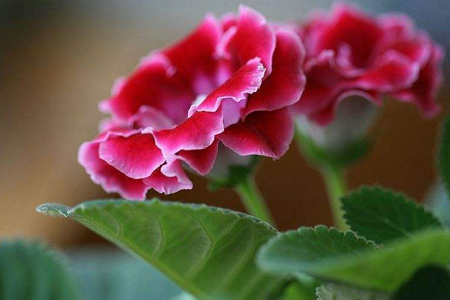 大岩桐怎么种植