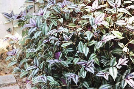 吊竹梅怎么样插扦，扦插好需要浇水吗