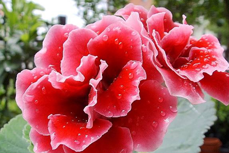 大岩桐怎么种植