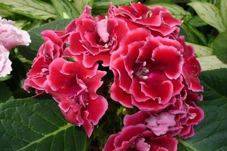 大岩桐怎么种植