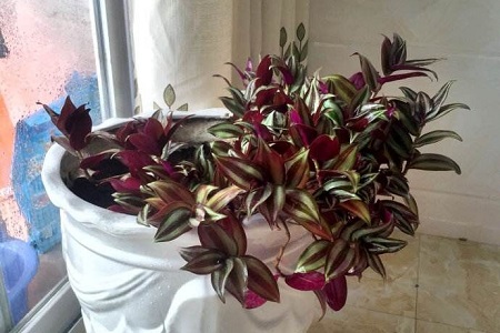 吊竹梅怎么样过冬，能在北方过冬吗