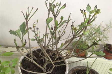 栀子花冬天怎么种植