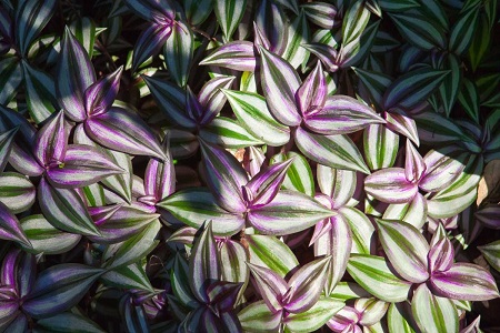 吊竹梅怎么样过冬，能在北方过冬吗