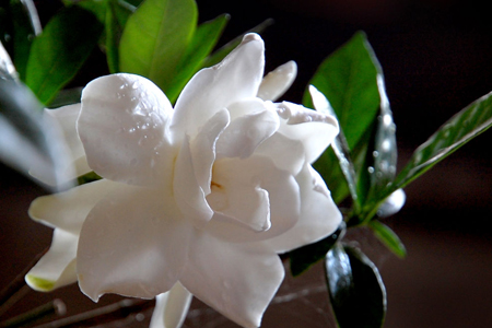 栀子花冬天怎么种植