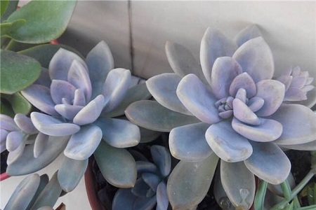 冬美人的养殖办法和注意些什么