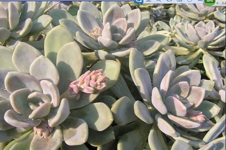 冬美人的养殖办法和注意些什么