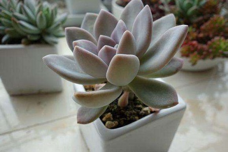 冬美人的养殖办法和注意些什么