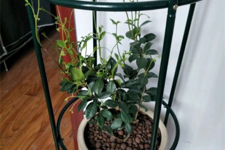 风车茉莉怎么种植