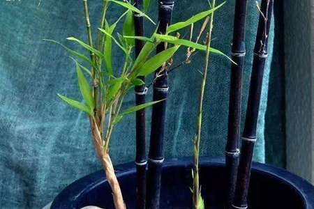 盆栽紫竹怎么种植