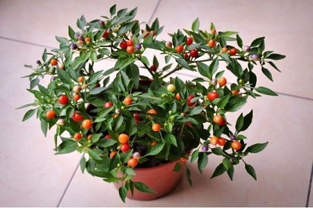 冬珊瑚的养殖办法和注意些什么