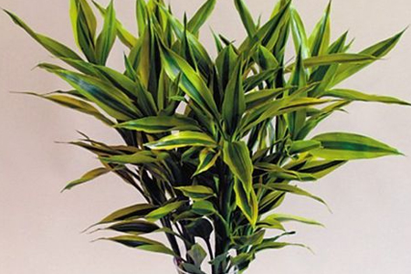 富贵竹怎么种植