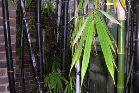 盆栽紫竹怎么种植