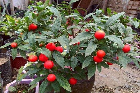 冬珊瑚的养殖办法和注意些什么