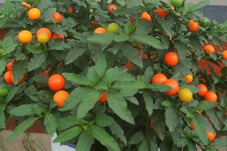 冬珊瑚的养殖办法和注意些什么