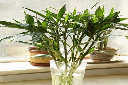 富贵竹怎么种植