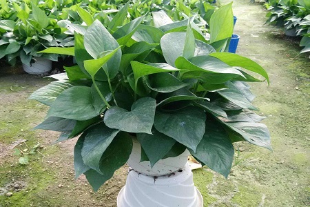 冬天绿萝几天浇一次水，早上浇水還是晚上浇水好