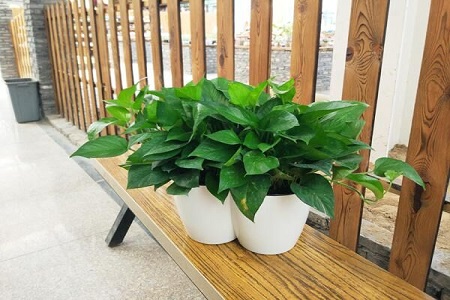 冬天绿萝几天浇一次水，早上浇水還是晚上浇水好