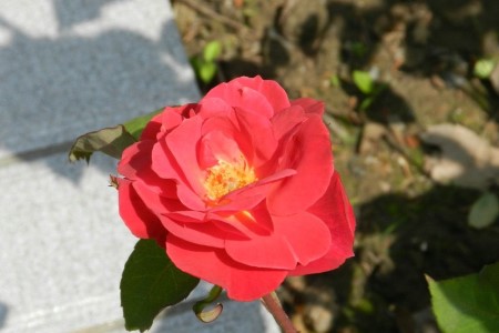 月季花的养殖办法和注意些什么