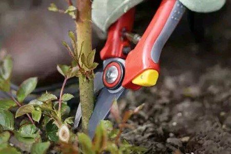 月季花的养殖办法和注意些什么