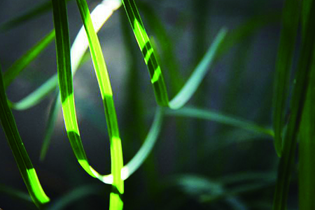 朱砂兰怎么种植