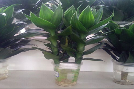 水培莲花竹怎么种植