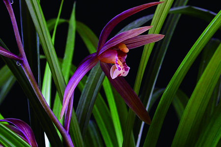 朱砂兰怎么种植