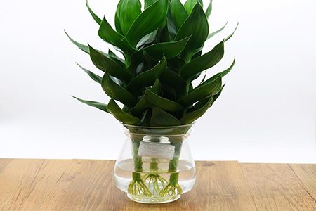 水培莲花竹怎么种植