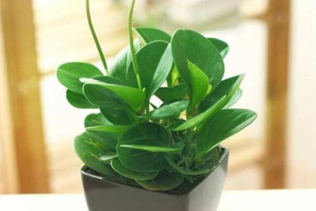 碧玉花的养殖办法和注意些什么