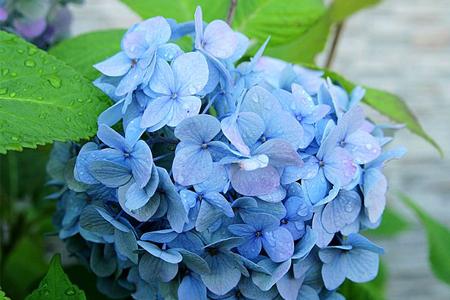 绣球花热天怎么种植