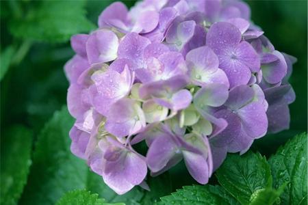 绣球花热天怎么种植