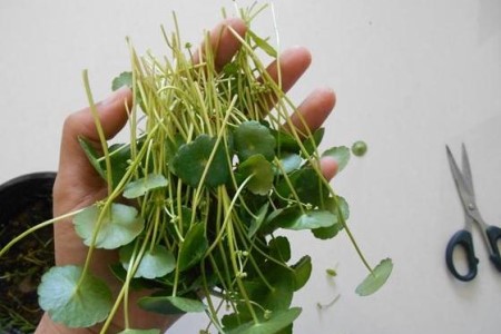 水培铜钱草的养殖办法和注意些什么