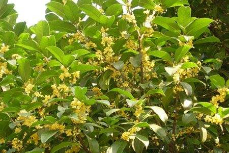 四季桂的养殖办法和注意些什么