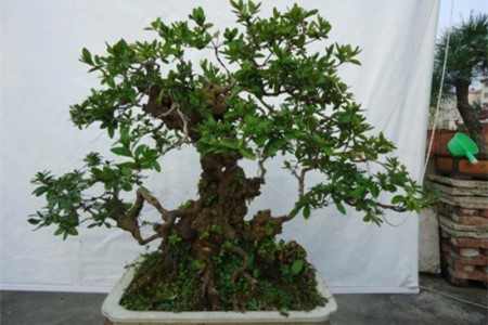 四季桂的养殖办法和注意些什么