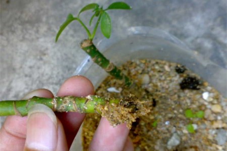 鸭掌木怎么种植